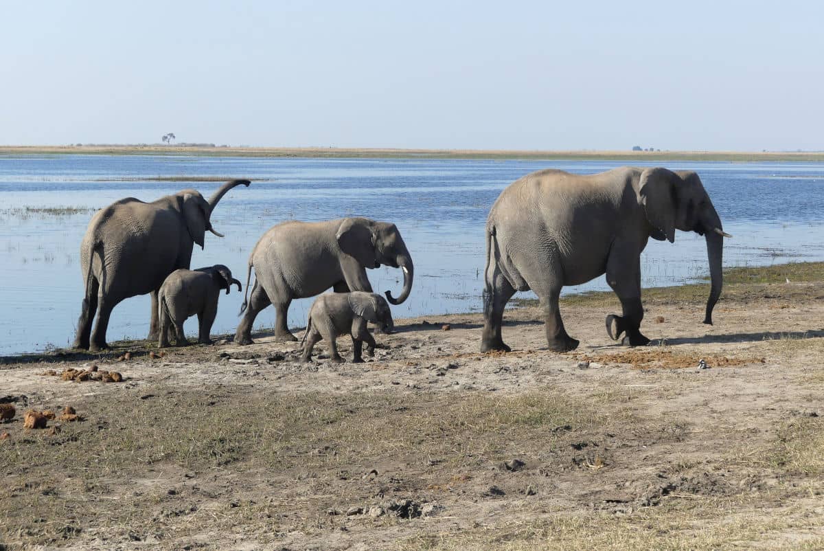 Manada de elefantes en Chobe en Botswana