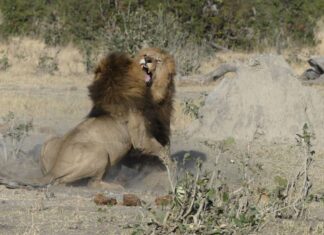 Safari con campamentos móviles en Botswana: la experiencia definitiva de dormir entre leones Safari con campamentos móviles en Botswana