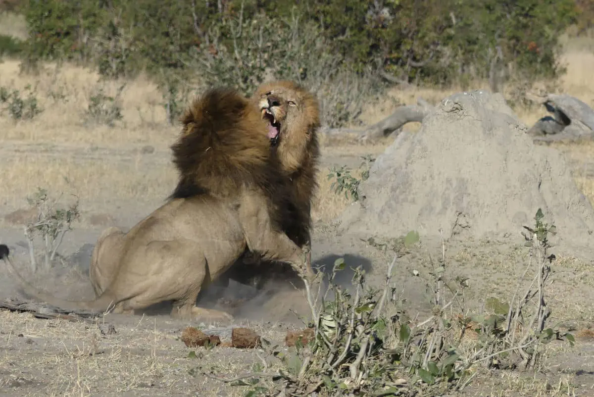 Safari con campamentos móviles en Botswana