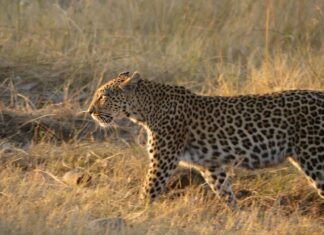 10 razones por las que Botswana es uno de los mejores destinos de safari del mundo Botswana, el mejor destino de safari del mundo
