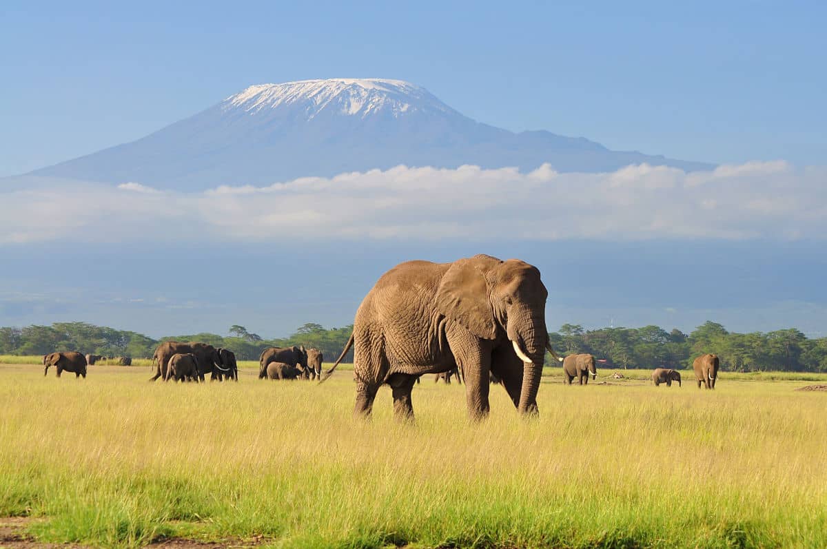 Parque nacional de Amboseli en Tanzania