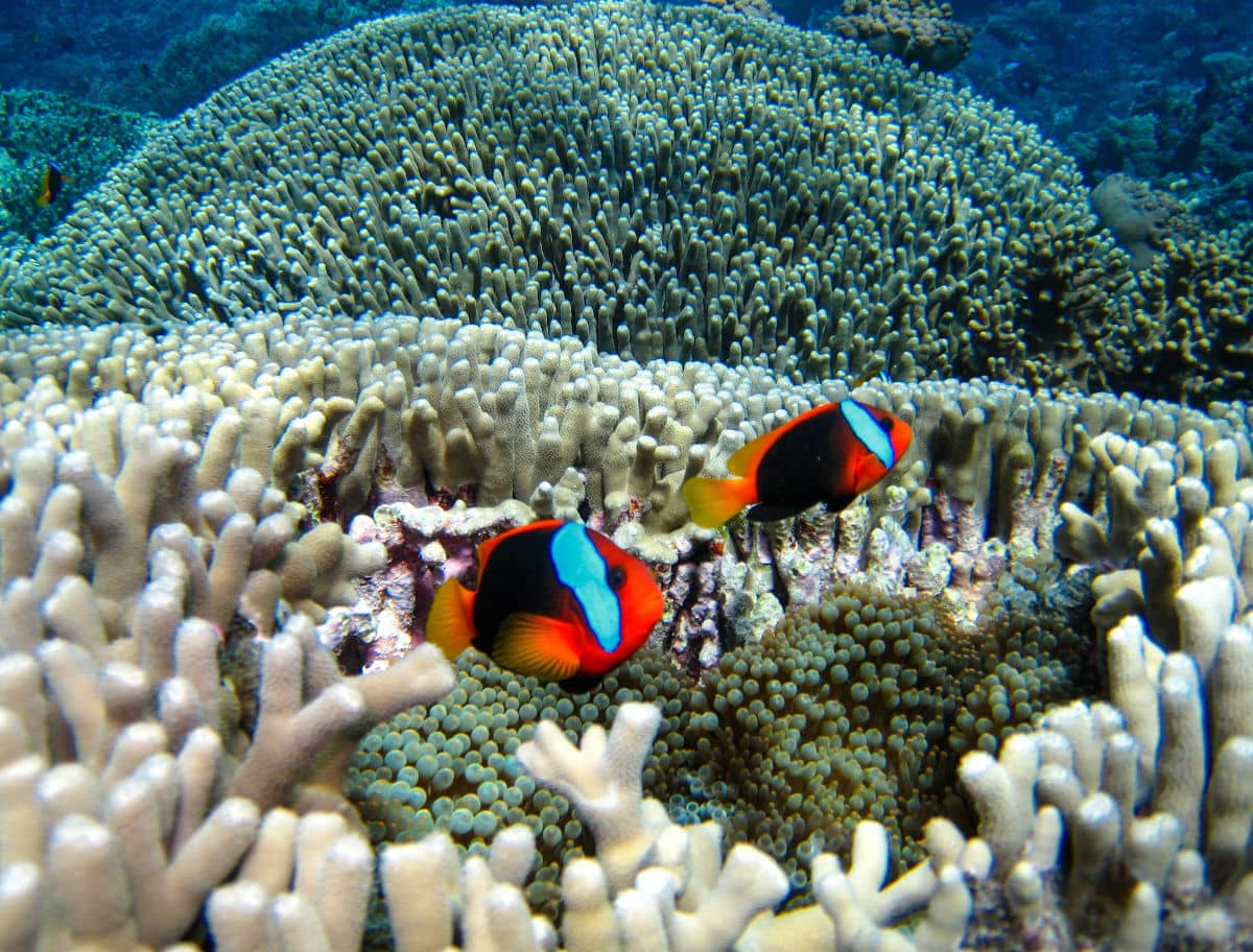 Pez payaso en la Gran Barrera de Coral
