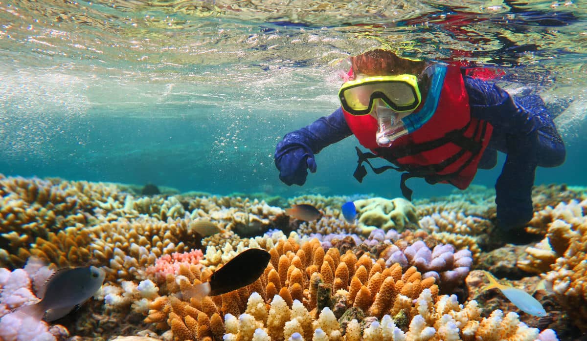 Snorkel en la Gran Barrera de Coral