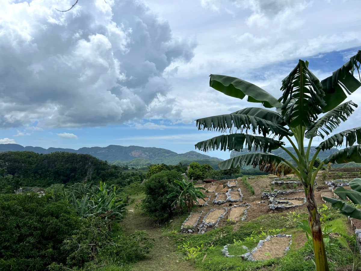 La verde naturaleza del Valle de Viñales