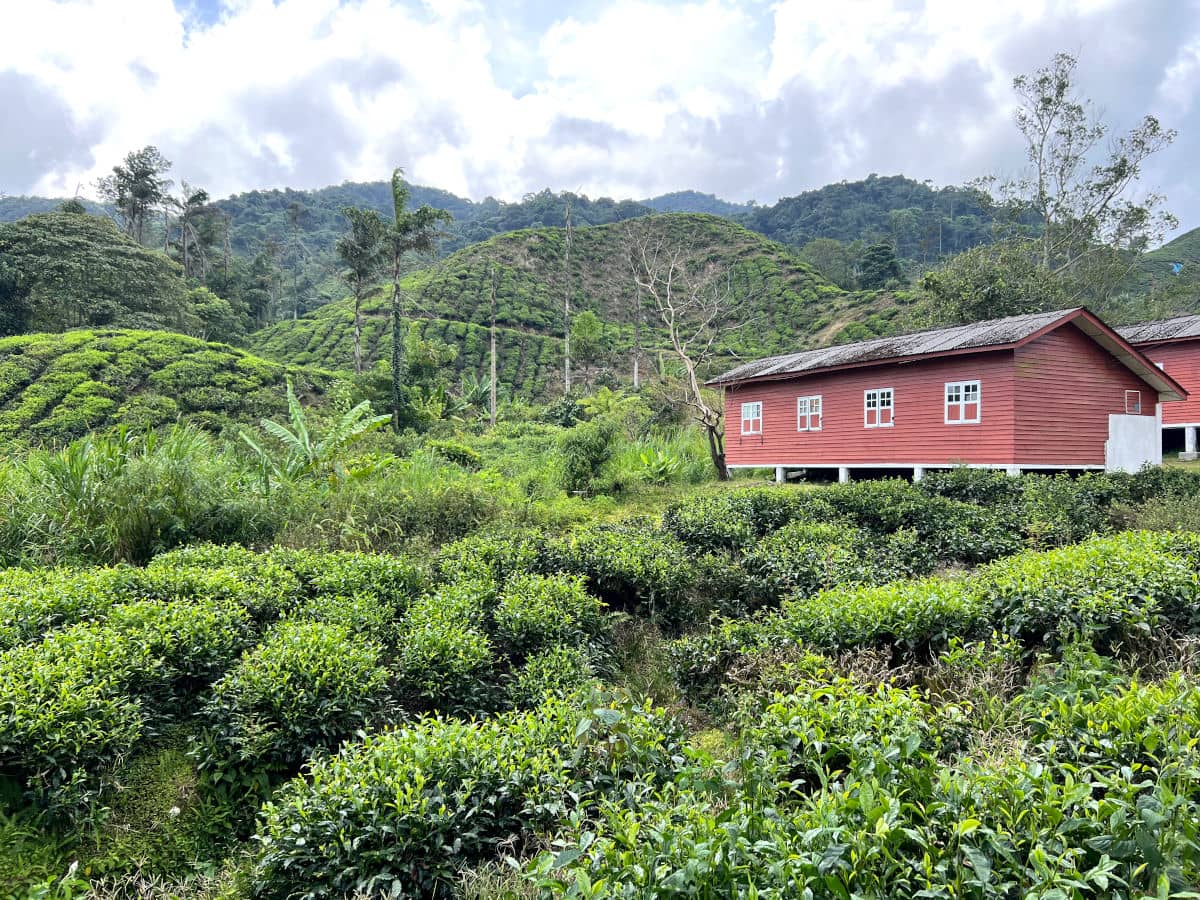 Campos de té en las Cameron Highlands de Malasia