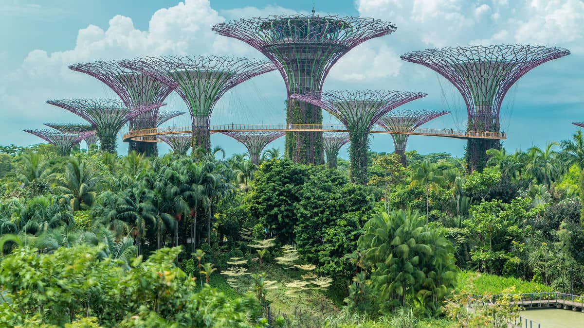 El Supertree Observatory sobresale por encima del resto de árboles
