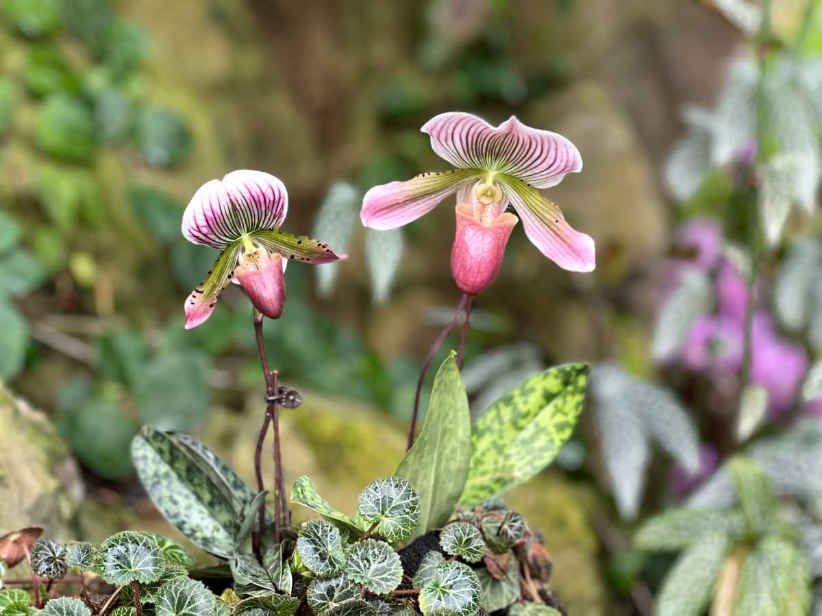 Las maravillosas orquídeas del National Orchid Garden de Singapur