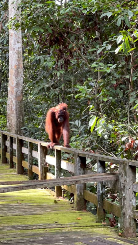 Un orangután y su cría en el Centro de Rehabilitación de Orangutanes de Sepilok
