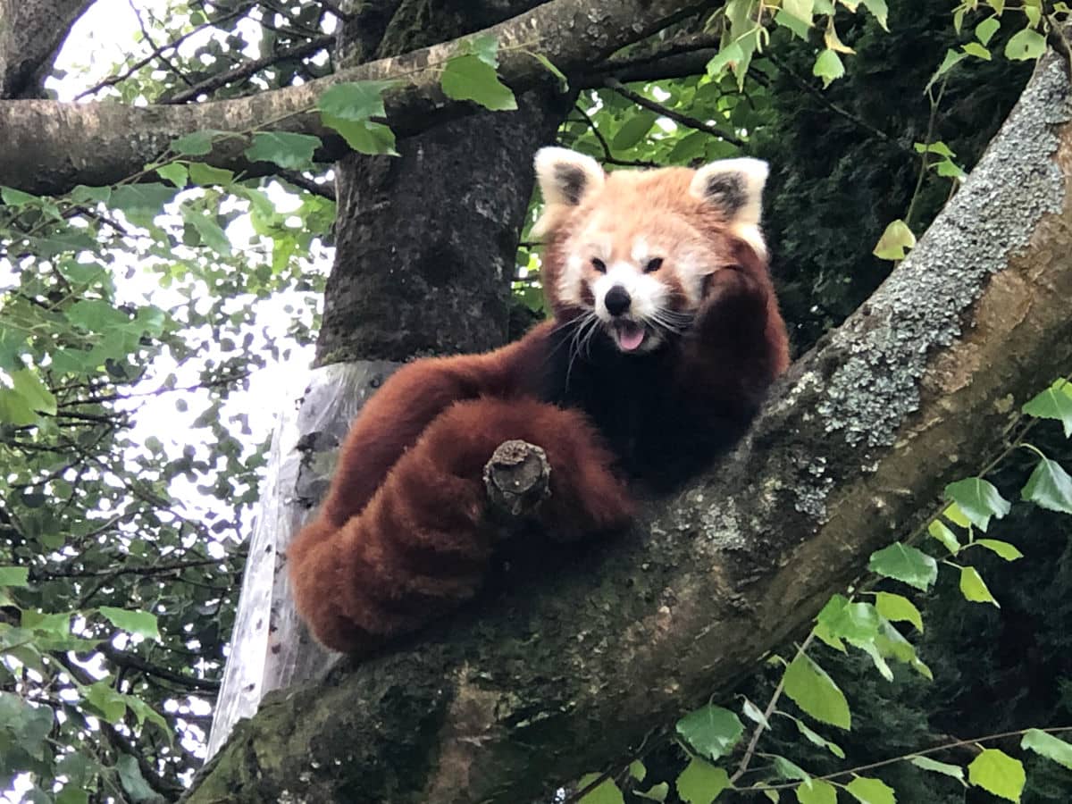 El precioso panda rojo de Cerza