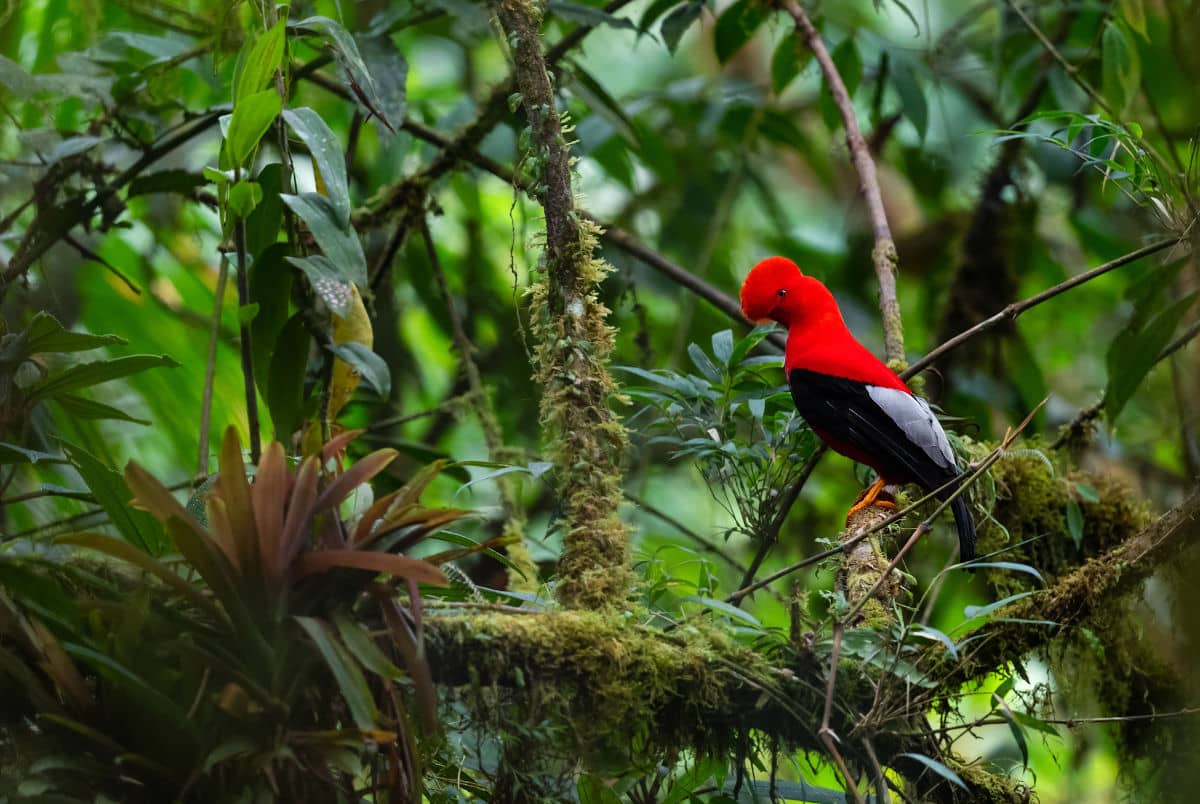 Gallo Andino de la Roca en Mindo, Ecuador