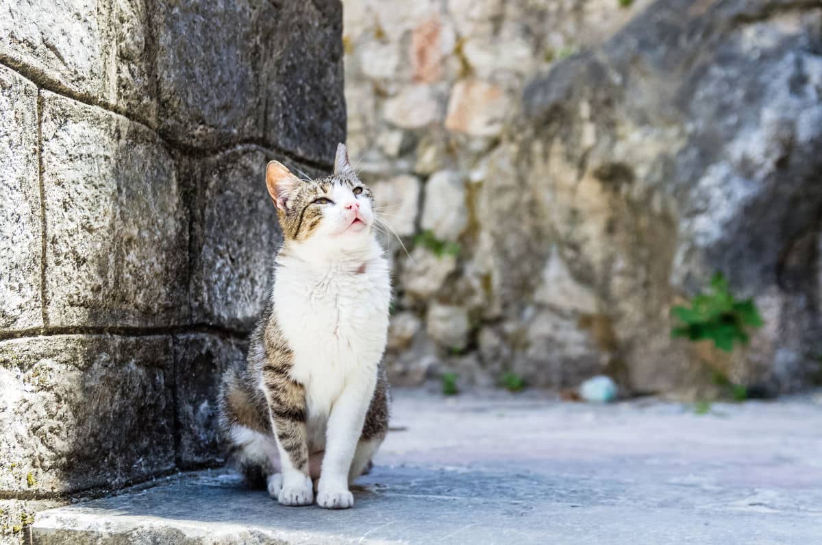 Los gatos de Kotor están acostumbrados a los turistas
