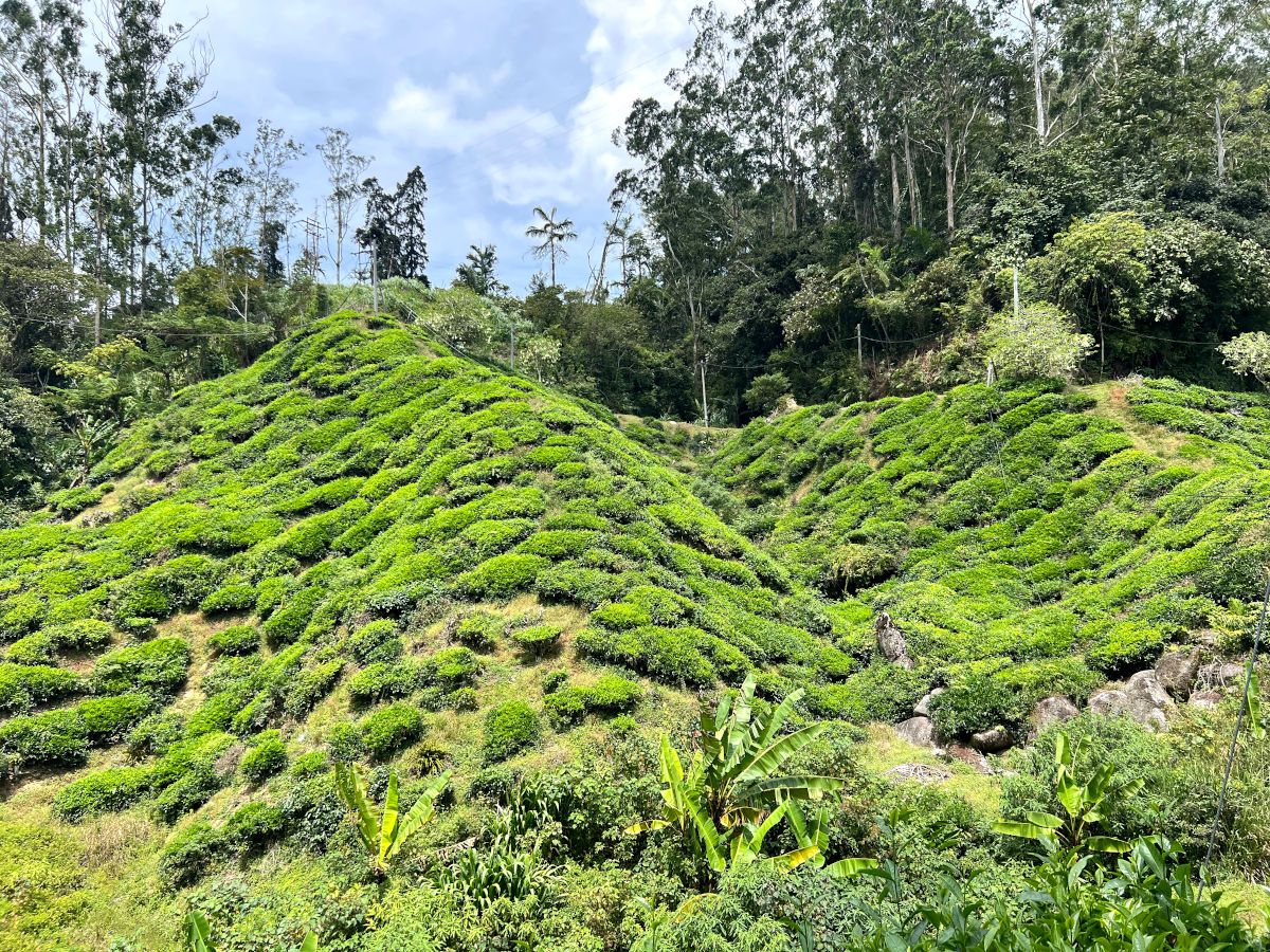 Campos de la Boh Tea Plantation