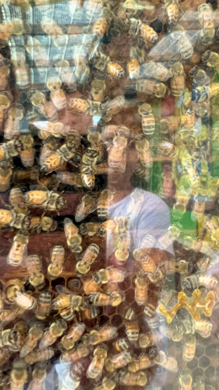 Las abejas de la Bee Farm en Cameron Highlands