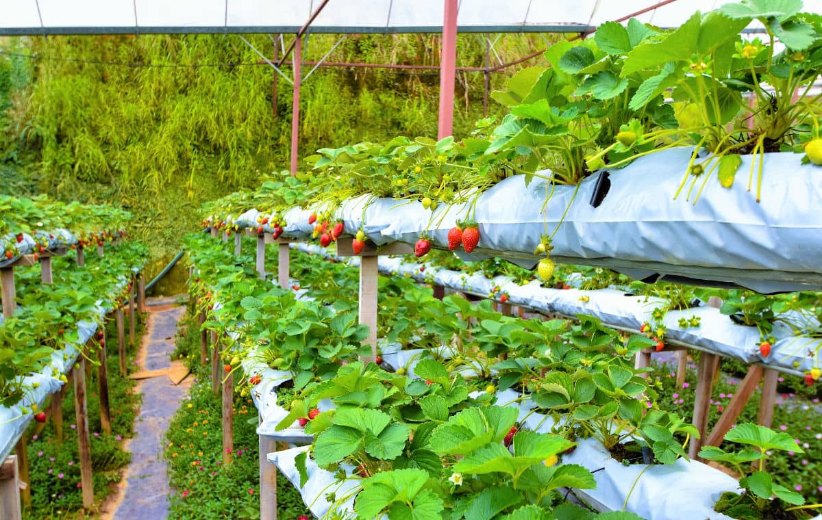 Las granjas de fresas de Cameron Highlands