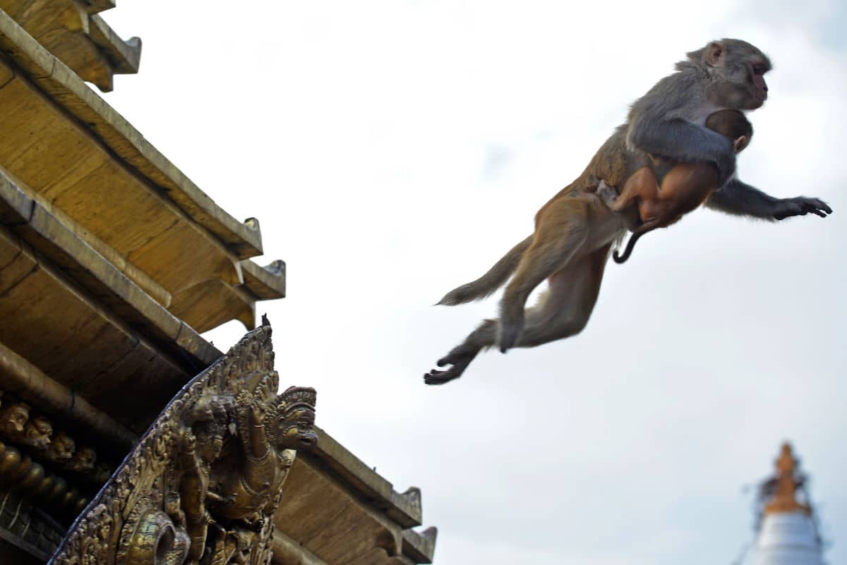 Los monos campan a sus anchas en el complejo de Swayambhunath