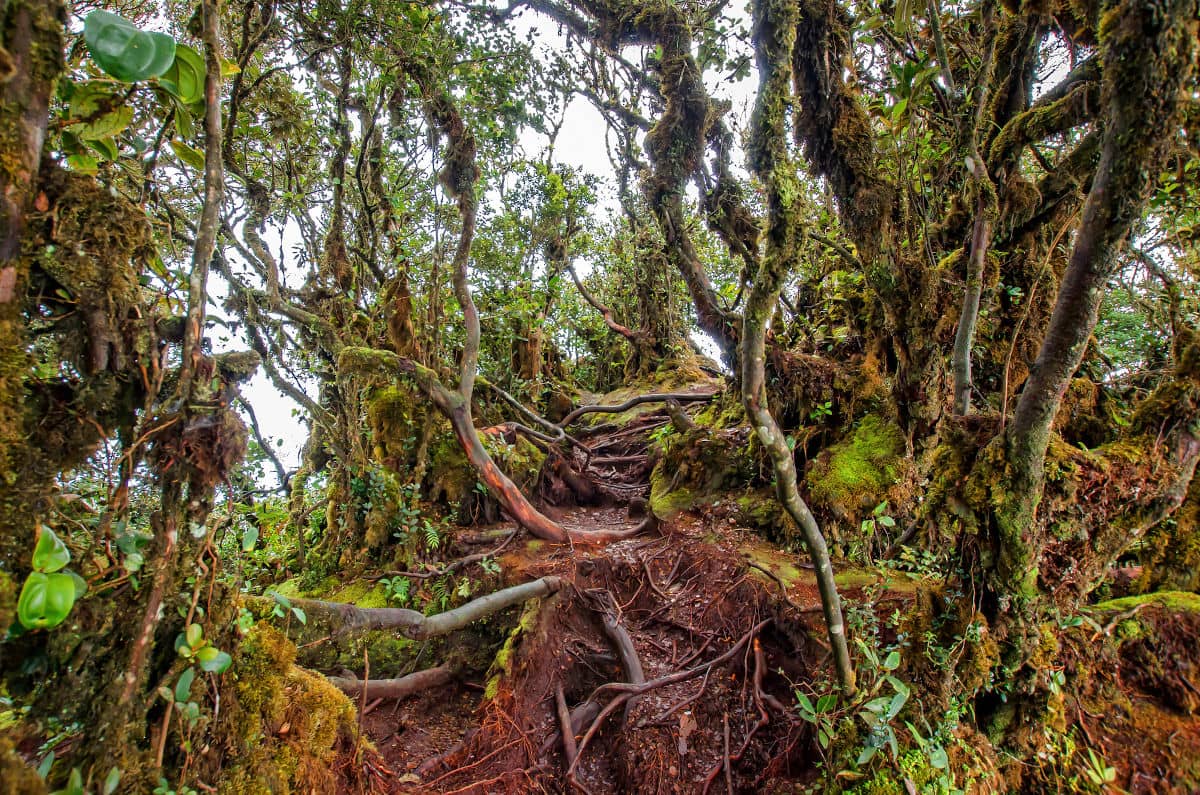 Mossy Forest en Gunung Brinchang