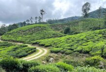 Cosas que ver en Cameron Highlands