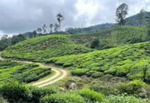 GuĆa para visitar Cameron Highlands: plantaciones de tĆ© y fresas en Malasia Cosas que ver en Cameron Highlands