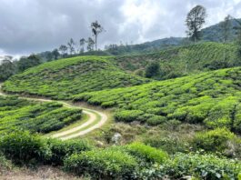 Cameron Highlands