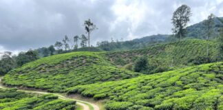 Cosas que ver en Cameron Highlands