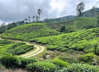Cosas que ver en Cameron Highlands