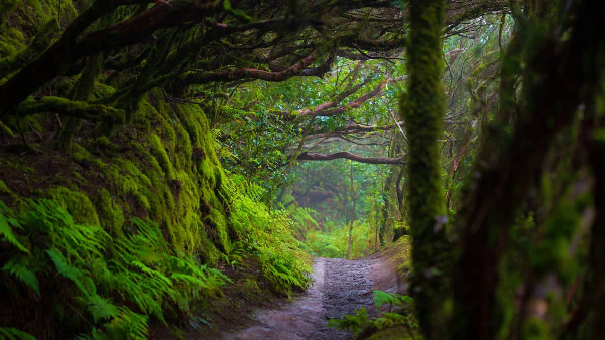 El bosque del Parque Rural de Anaga es de los más antiguos del mundo