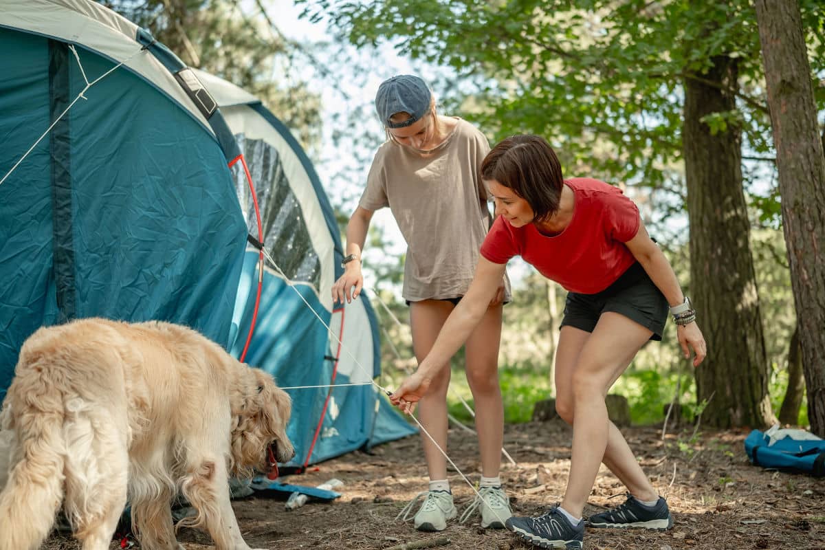 Camping con perros, una opción perfecta para viajar con mascotas