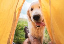 Aire fresco y libertad: recarga tus pilas (y las suyas) en un camping que admite mascotas Campings pet friendly