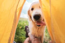 Campings pet friendly