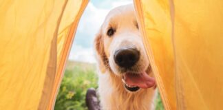 Campings pet friendly