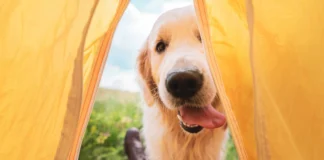 Campings pet friendly