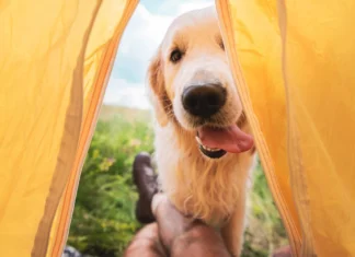 Aire fresco y libertad: recarga tus pilas (y las suyas) en un camping que admite mascotas Campings pet friendly