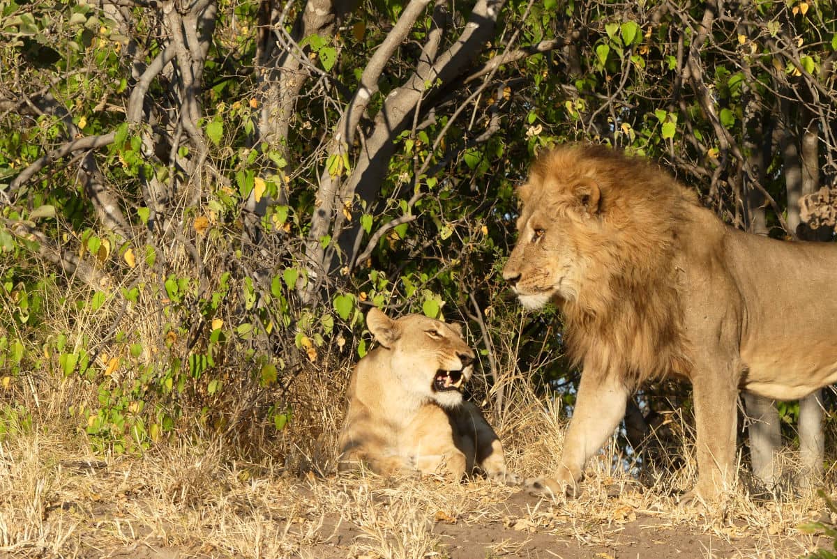 Contemplar leones es uno de los momentazos de un safari a Botswana