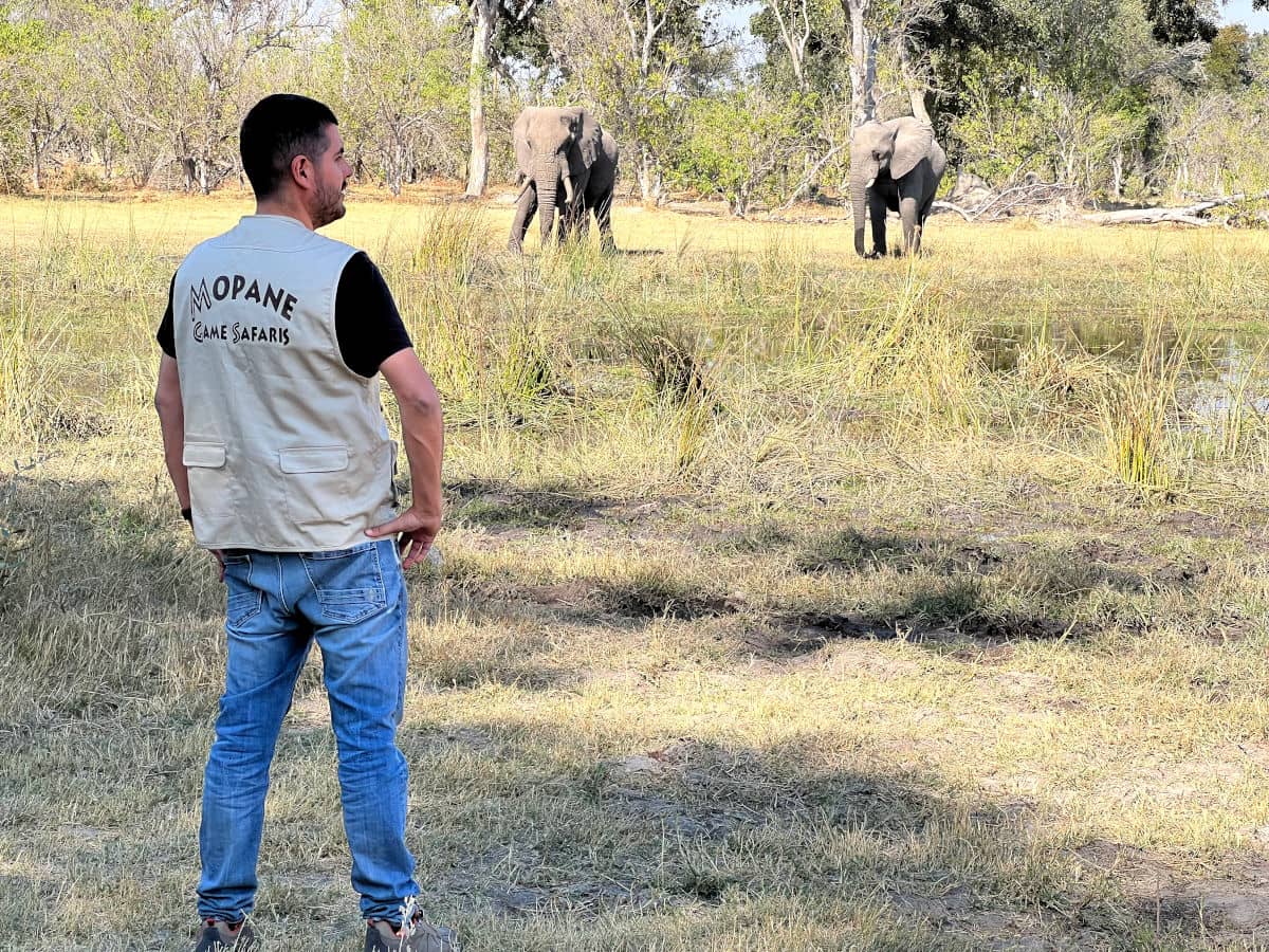 Elefantes africanos a pocos metros en Botswana