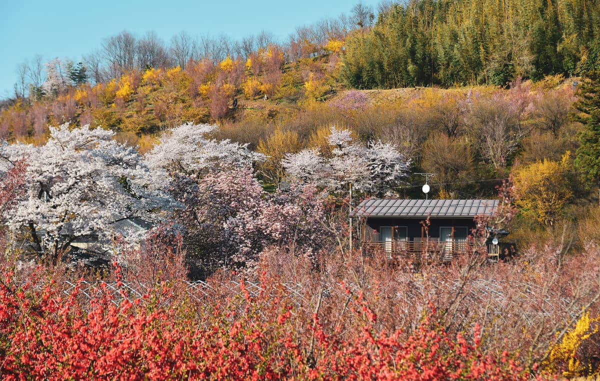 Cerezos en flor en el Monte Yoshino en Japón
