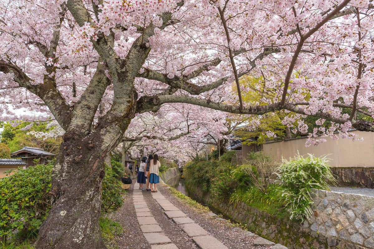 El Camino del Filósofo en Kioto luce espectacular durante el sakura