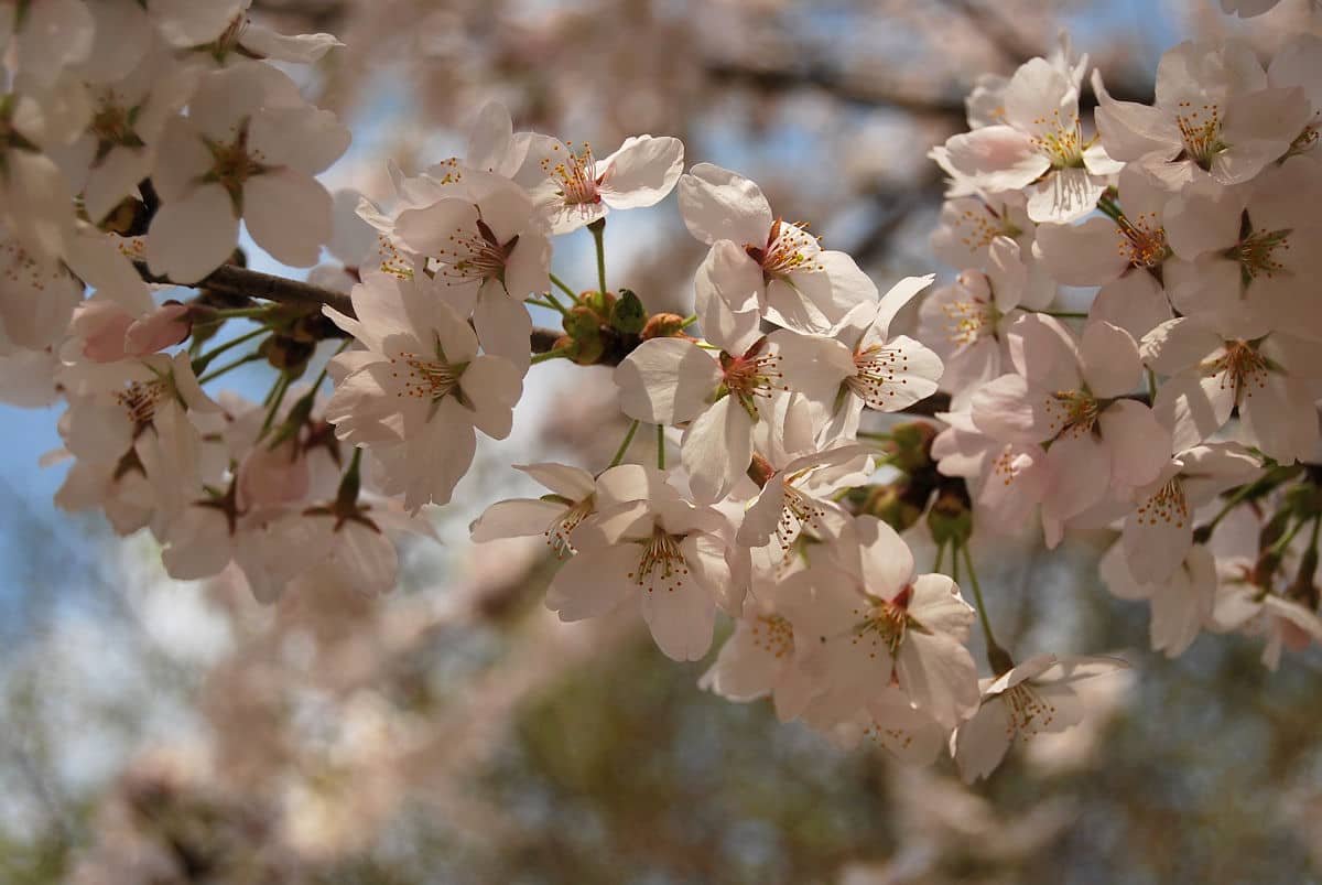 Flores de cerezo en Takayama
