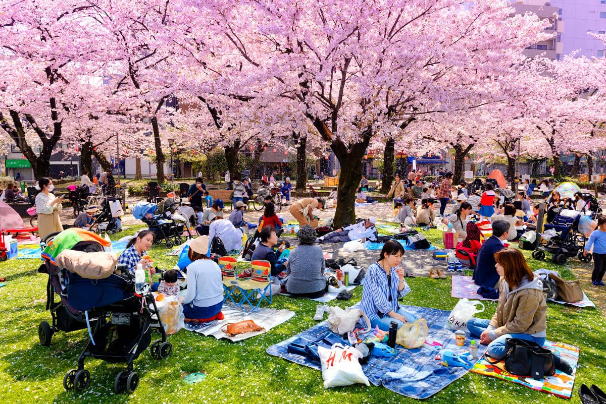 Hanami en el Parque Kinshi de Tokio