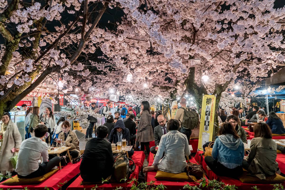 Hanami en el Parque Maruyama de Kioto