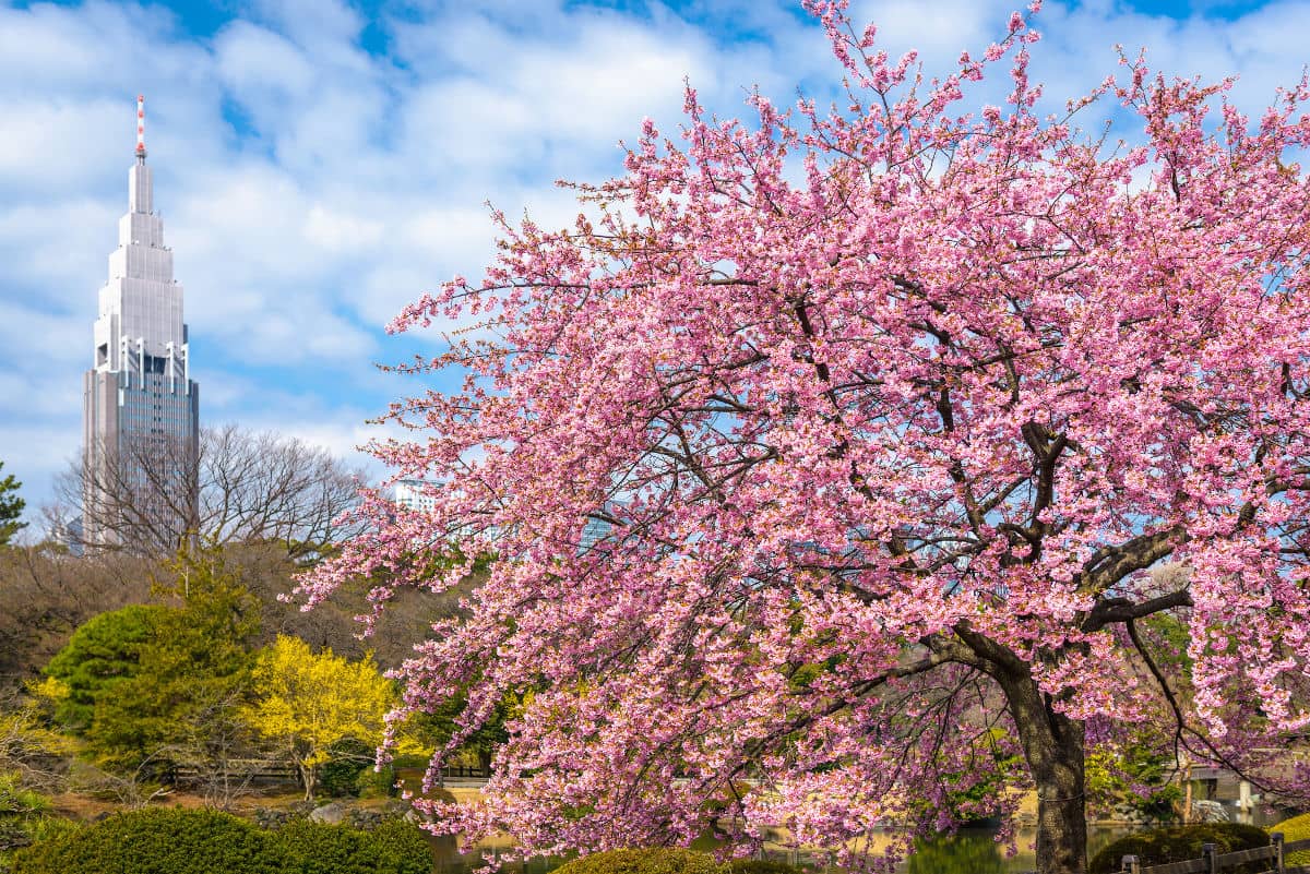 Uno de los mejores sitios de Tokio para ver el sakura, el Shinjuku Gyoen