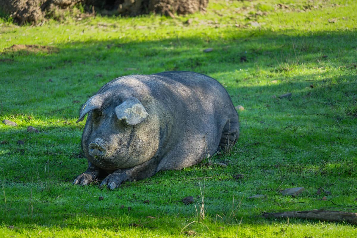El cerdo ibérico de Aracena