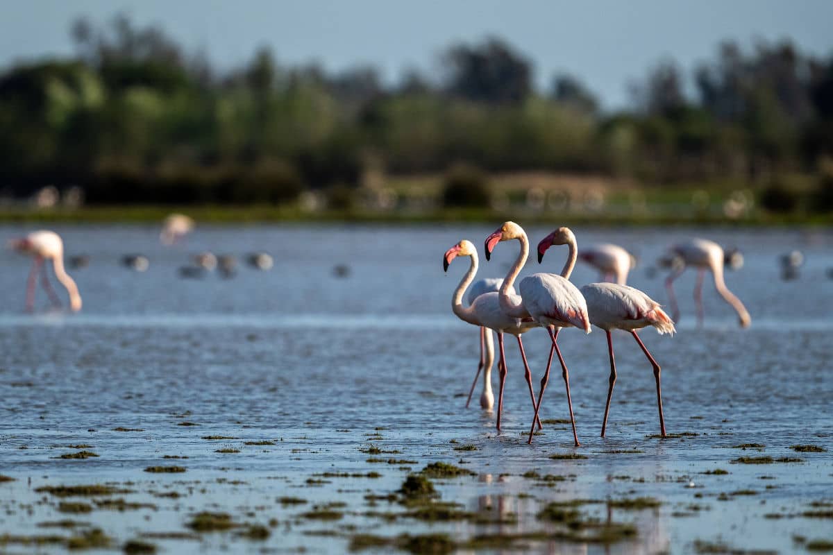 Los flamencos son una de las imágenes más icónicas de Doñana