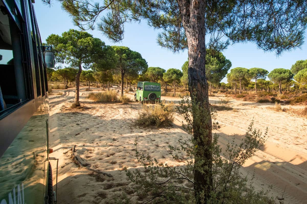 Recorrer Doñana en 4x4 es toda una experiencia