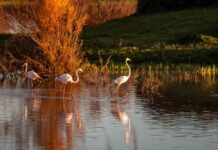 Itinerario por Doñana y la Sierra de Aracena en Huelva