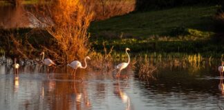 Itinerario por Doñana y la Sierra de Aracena en Huelva