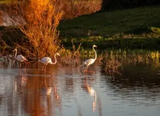 Itinerario por Doñana y la Sierra de Aracena en Huelva