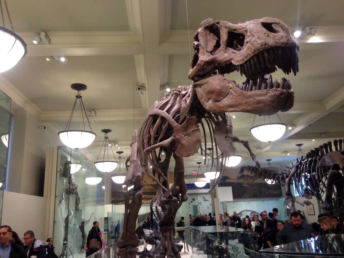 El T-Rex del Museo de Historia Natural de Nueva York