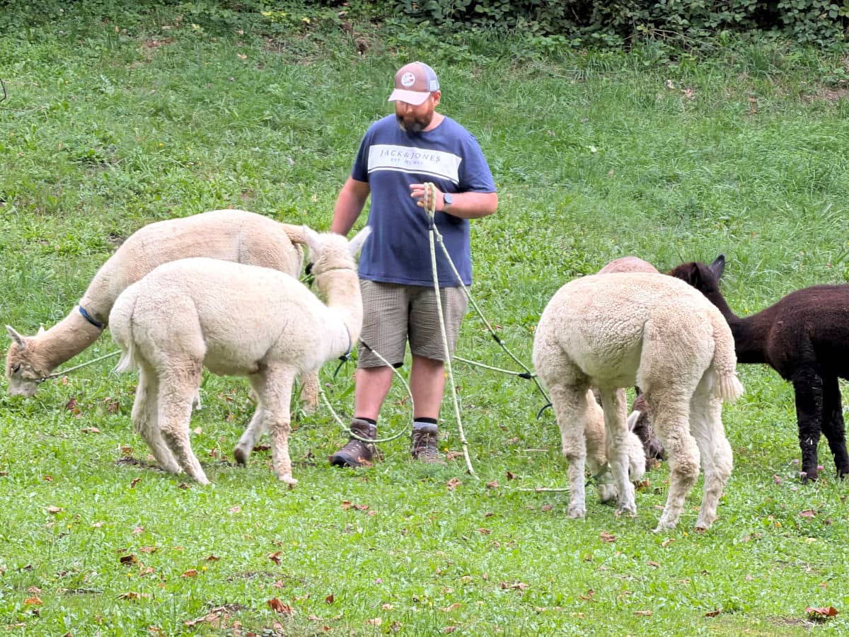 Alpacas pastando en Golling an der Salzach