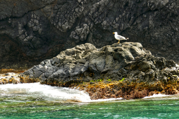Fotos Mar Menor, aves acuaticas