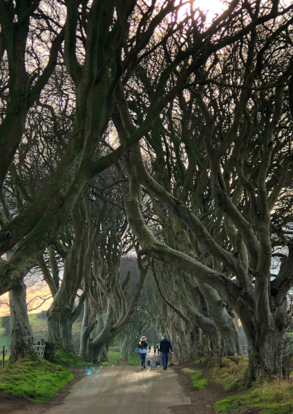 Fotos de Irlanda del Norte, The Dark Hedges vertical